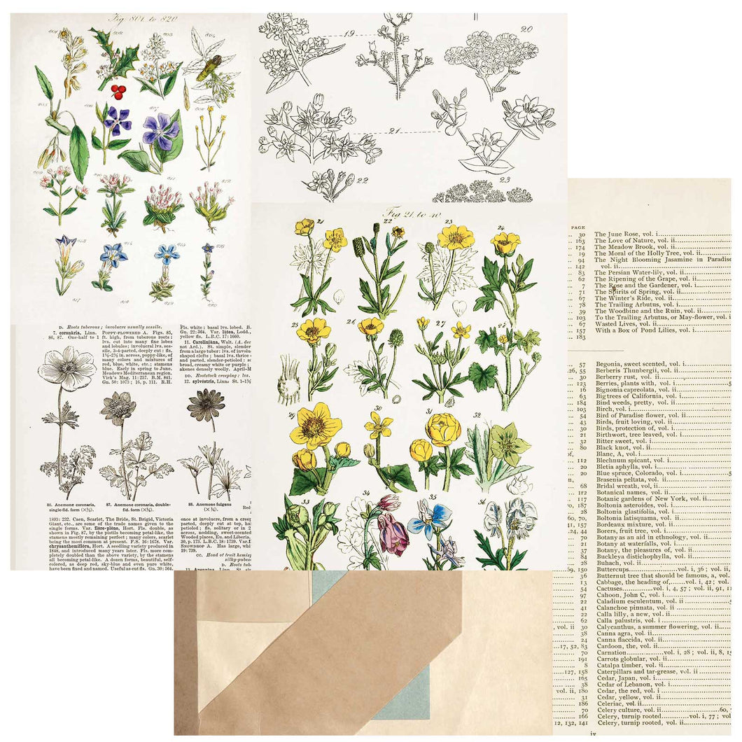 49 and Market Curators Botanical Collection 12x12 Scrapbook Paper Pressed Petals (CB-35649)