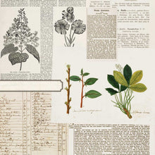 Load image into Gallery viewer, 49 and Market Curators Botanical Collection 12x12 Scrapbook Paper Florilegia (CB-35663)
