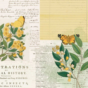 49 and Market Curators Botanical Collection 12x12 Scrapbook Paper Natural History (CB-35700)